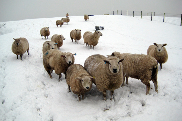 Sheep in Winter at Haye Pastures Farm